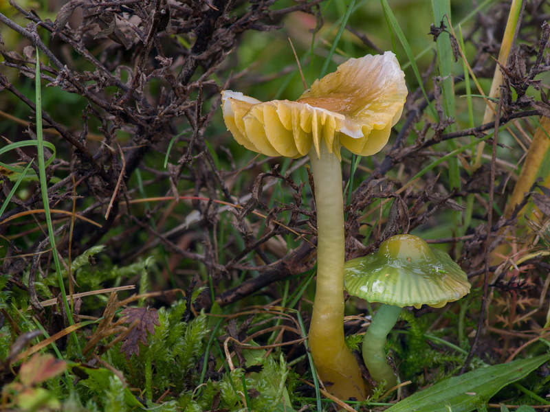 Hygrocybe psittacina